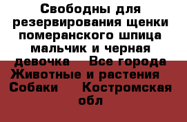 Свободны для резервирования щенки померанского шпица мальчик и черная девочка  - Все города Животные и растения » Собаки   . Костромская обл.